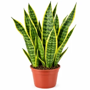 Yellow Border Snake Plant | Good Luck Snake Plant | Snake plant indoor live plant For Office Desk Balcony | indoor plants for living room with Pot