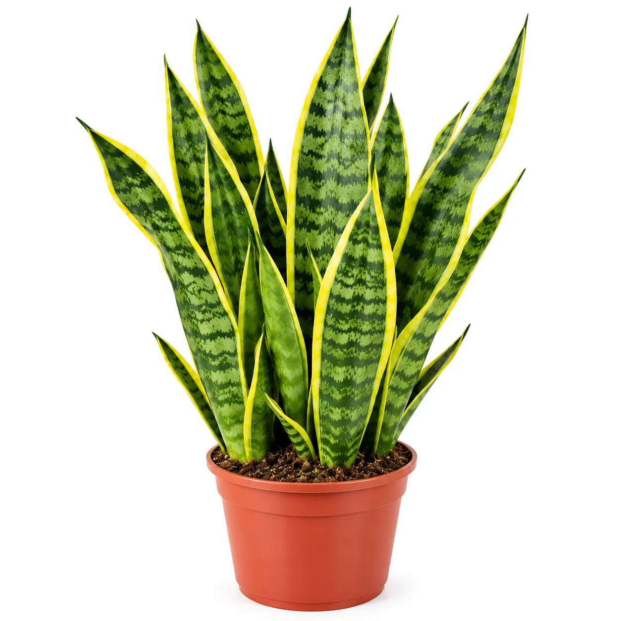 Yellow Border Snake Plant | Good Luck Snake Plant | Snake plant indoor live plant For Office Desk Balcony | indoor plants for living room with Pot