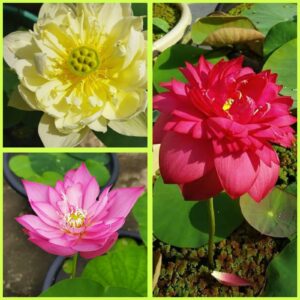 Lotus Flower Live Tuber – 3 Colour Combo (Red, Pink & White) for Home Garden