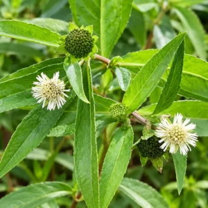 Bhringraj Plant / Eclipta prostrata Medicinal live plant /Leaves /seeds for planting in home garden