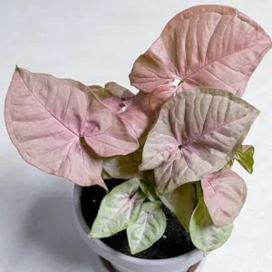 Syngolium Pink Color Leaf Plant with pot