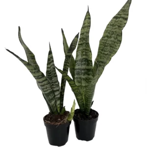 Snake live Plant for Indoor with tub (Full green Leaves , 45-50 cm )