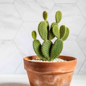Bunny Ear Cactus Rooted Live Plant with pot