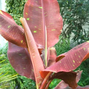 Pink leaves Banana Plant for indoor plant ( 30cm )