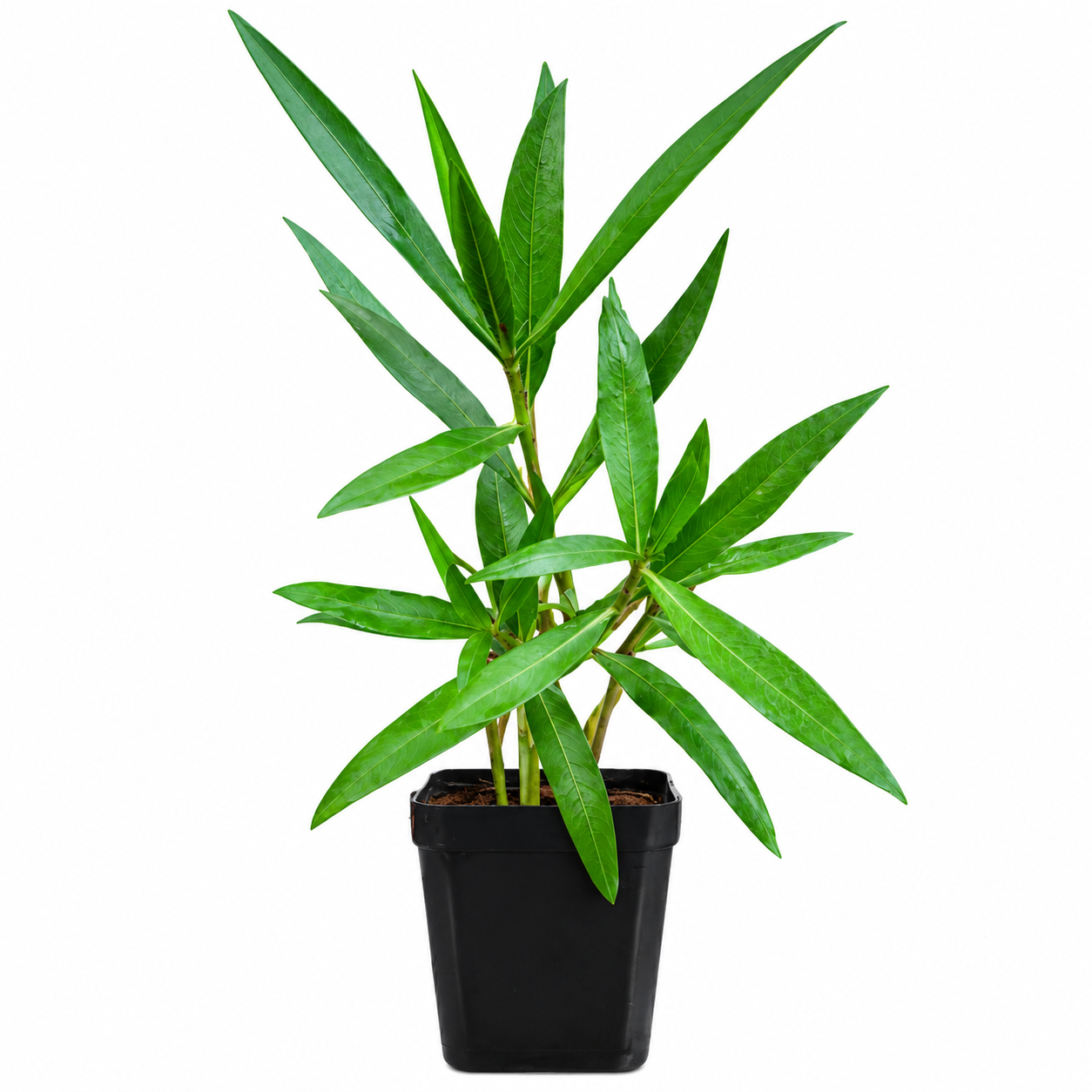 Kulekhara plant /Leaves (Hygrophila Auriculata) | Kokilaksha Plant