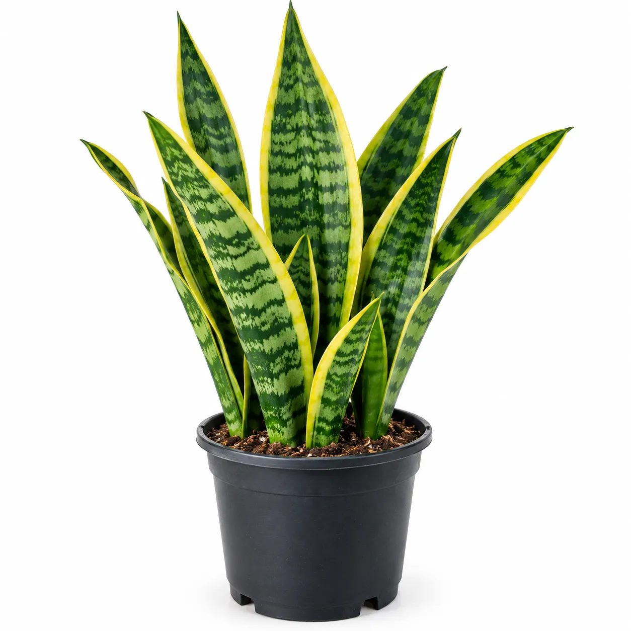 Yellow Border Snake Plant | Good Luck Snake Plant | Snake plant indoor live plant For Office Desk Balcony | indoor plants for living room with Pot - Image 4