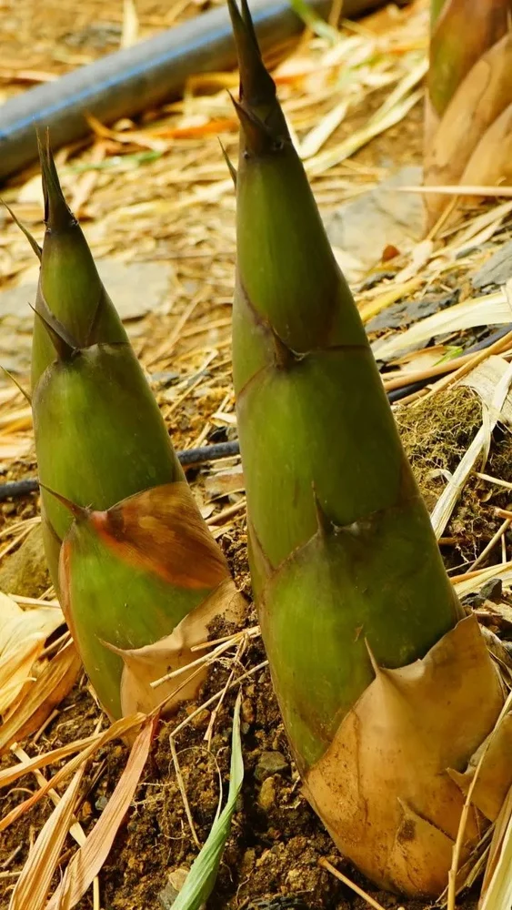 Farm Fresh Soft Bamboo Shoots (Not Dry)- ( First Delivery by Bluedart Air courier) - Image 4