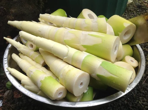 Farm Fresh Soft Bamboo Shoots (Not Dry)- ( First Delivery by Bluedart Air courier)