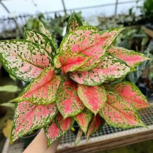 Aglaonema Red Live plant with pot
