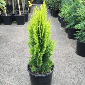 Thuja Oriental Live Plant with tub