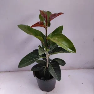 Banyan Plant - बरगद/वट का पौधा - with pot