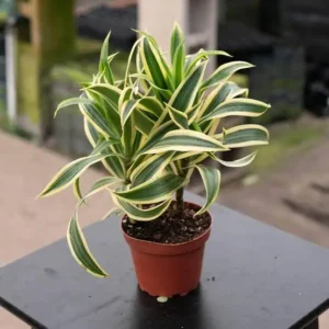 Dracaena reflexa / Song Of India live  Plant  with pot)