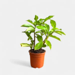 Insulin live Plant Rhizomes /Costus igneus live plant