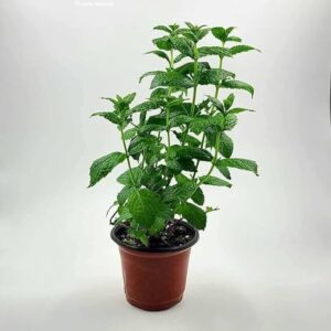 Mint/Pudina Live Fresh Plant with tub