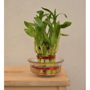 Lucky Bamboo Live Plant For Indoor with tub