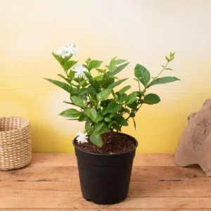 Jasmine Mini/Mogra live plant With tub- Flowering Shrubs (first delivery)