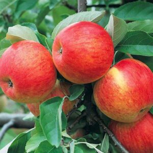 Apple fruits plants -Sweet Apple nursery live plant (Harimohon 99)