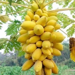 Hybrid Yellow  Papaya Healthy Plant Seeds