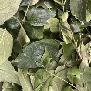 Organic Dry Harsingar (Parijat, Night Jasmine) Leaves | Nyctanthes arbor-tristis