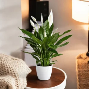 Peace Lily Plant Sapling live plant with tub