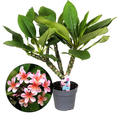 Plumeria Champa Flower Healthy Plant with pot