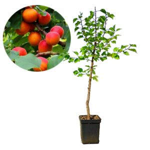 Apricot Grafted Tasty Fruit Live Plant