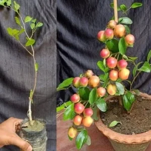 Apple Ber/Bal Sundari Healthy Plant  for home garden