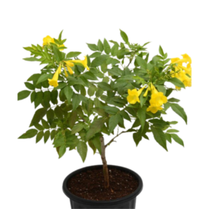 Yellow Bel/Tecoma Gandichandi/Piliya/घंटी फुल/চন্দ্রপ্রভা/Sonnapatti/Pachagotla Live Fresh Flower Plant