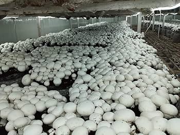White Button Mushroom Spawn – Buy Online for Cultivation (Bluedart Air Courier Delivery) - Image 2