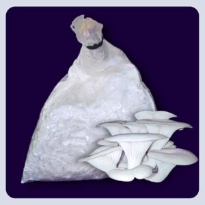 White Oyster Mushroom Spawn – First Generation Organic Seeds for Home Growing (Bluedart Air Courier)