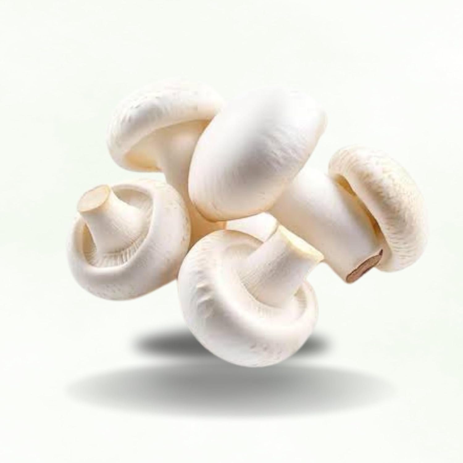 White Button Mushroom Spawn – Buy Online for Cultivation (Bluedart Air Courier Delivery) - Image 3
