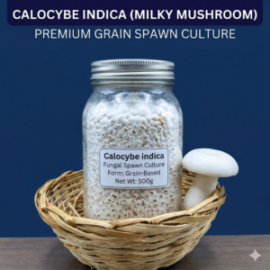 Milky Mushroom Spawn (Calocybe indica) – First Generation High-Yielding Spawn for Home Cultivation (Bluedart Air Courier)
