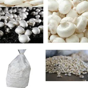 White Button Mushroom Spawn – Buy Online for Cultivation (Bluedart Air Courier Delivery)