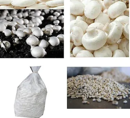 White Button Mushroom Spawn – Buy Online for Cultivation (Bluedart Air Courier Delivery)