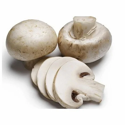 White Button Mushroom Spawn – Buy Online for Cultivation (Bluedart Air Courier Delivery) - Image 4
