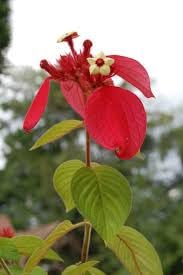 Red Mussaenda Plant | Mussaenda erythrophylla (Ashanti Flag Bush) Live Tropical Flowering Plant for Home Garden - Image 2
