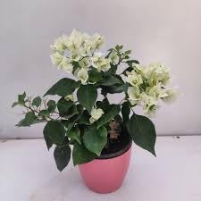 White Colour Bougainvillea (Kagoj Ful) Plant | Live White Flowering Plant for Home Garden