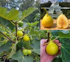 Yellow Fig (Anjeer) Grafted Fruit Plant | Ficus carica Premium Live Sweet Fig Tree for Home Garden