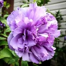 Pune Variety Soft Violet Hibiscus – A Rare & Elegant Flowering Plant - Image 5