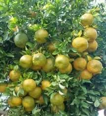 Darjeeling Giant Kamla Orange Hybrid Fruit Plant | Citrus reticulata Premium Grafted Mandarin Orange Live Plant for Home Garden - Image 2