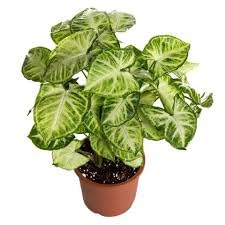Arrowhead Plant with Pot | Syngonium podophyllum Live Indoor Foliage Plant for Home & Office - Image 4