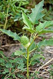 Yellow Datura Flower Plant – Elegant Golden Trumpet Blooms for Every Garden - Image 2