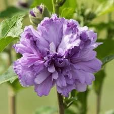 Pune Variety Soft Violet Hibiscus – A Rare & Elegant Flowering Plant - Image 4