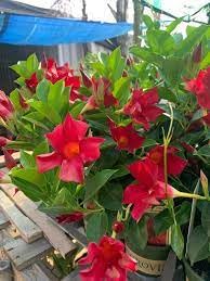 Red Mandevilla Flower Plant – Elegant Tropical Climber with Stunning Red Blooms with pot - Image 2