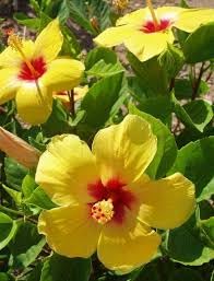 Indian Hibiscus Flower Plant (Yellow) | Hibiscus rosa-sinensis Live Flowering Plant for Home Garden - Image 5