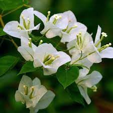 White Colour Bougainvillea (Kagoj Ful) Plant | Live White Flowering Plant for Home Garden - Image 3