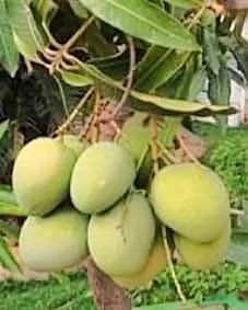 Banganapalli (Benishan) Mango Grafted Hybrid Plant | Mangifera indica Premium Live Fruit Plant for Home Garden - Image 3
