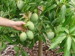 Banganapalli Mango Grafted Healthy Plant | Benishan Mango Live Grafted Fruit Tree for Home Garden