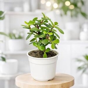 Jade Plant (Crassula ovata) – The Lucky Money Tree for Homes & Offices with  Pot