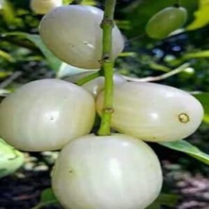 Rare Thailand White Jamun Grafted Fruit Plant | White Jamun Live Tree | Exotic Fruit Plant for Home Garden